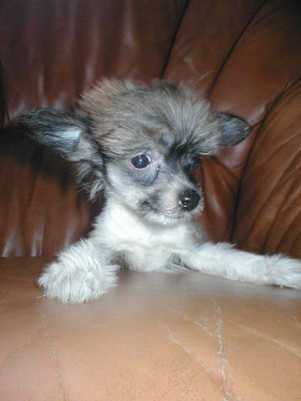 Gamla Bodens Mini Ballerina