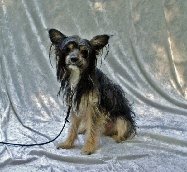 Gamla Bodens Mini Callimero