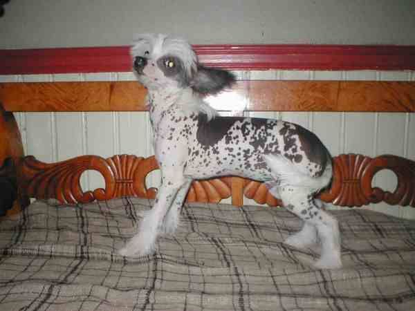 Gamla Bodens Mini Chi-Ming