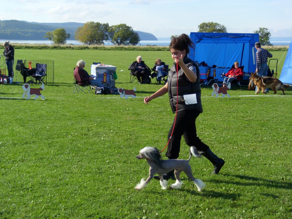 Koynaur's Jack Of All Trades