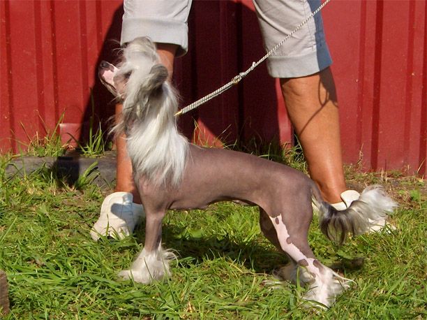 Maldinis Bel Amorosa