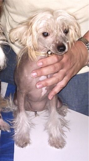 Spirit Of Mantra's Lovely Bianca