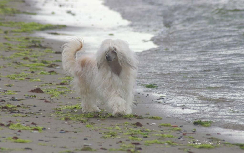 Spirit Of Mantra's Like A Diamond