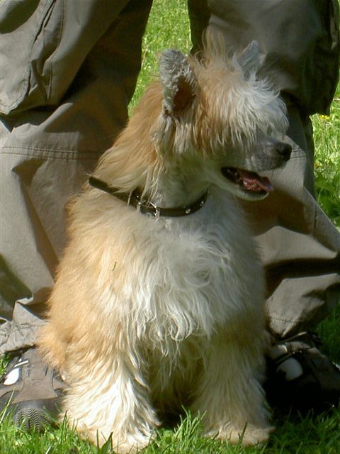 Topgrade The Red Warrior