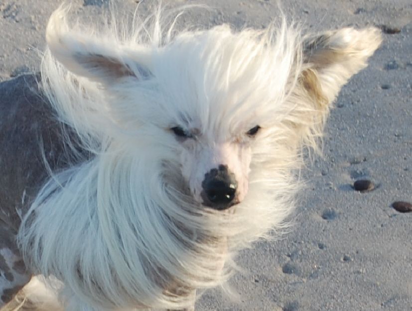 White Angel Sub-O-Divo