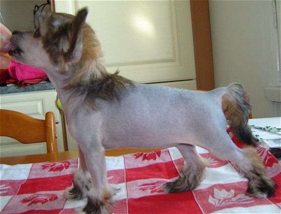 Dragon Moon Dawn At Troy