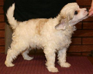 Dragon Moon Double O Seven