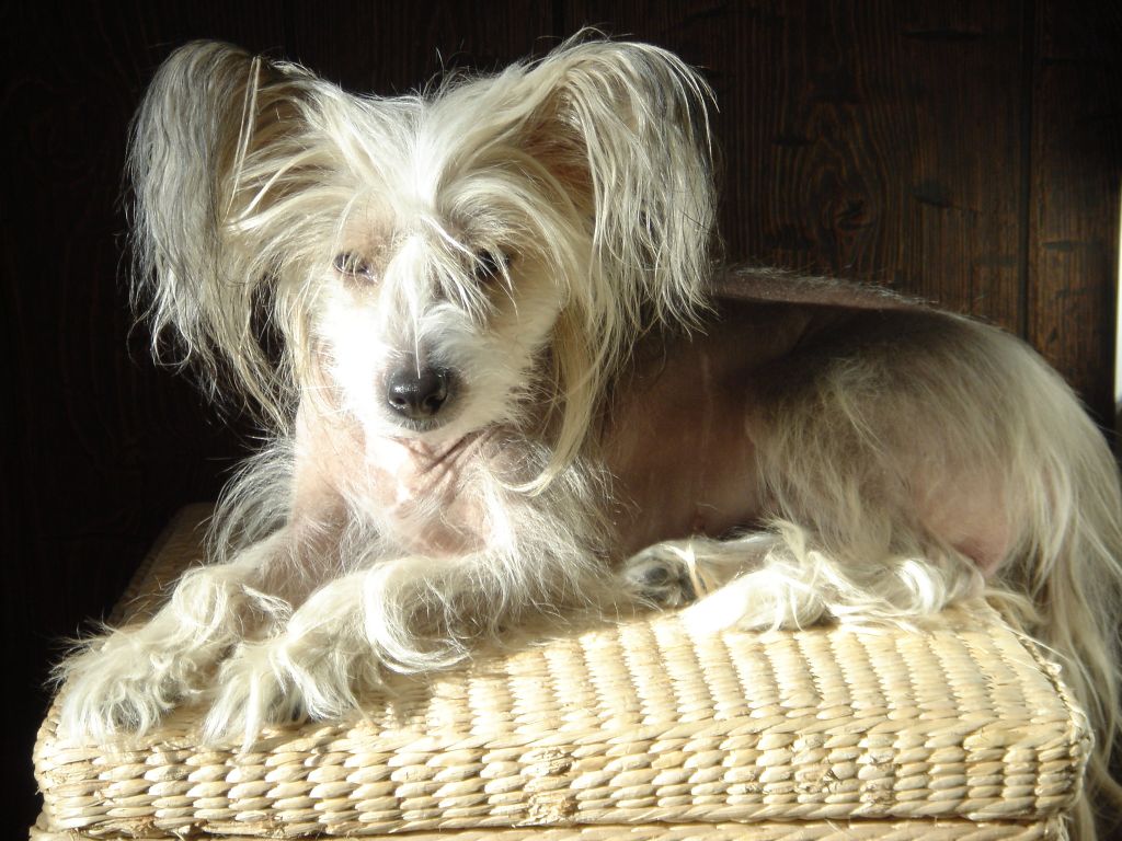 Candy Queen's Aniara Donata