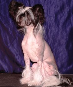 Leon Black White Ksolo