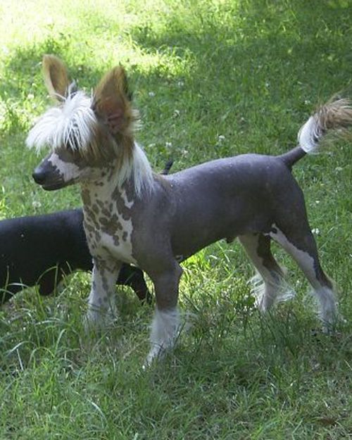 Volshebnaja Loshadka Monmarency