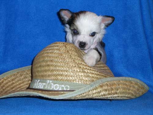 Volshebnaja Loshadka Little Prince