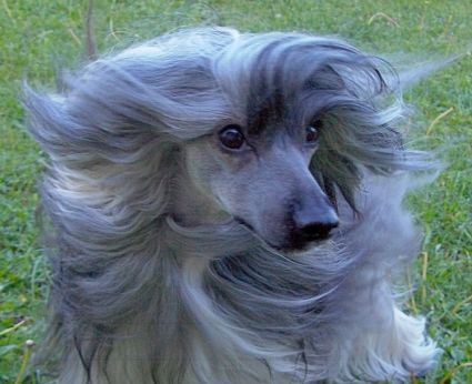 Tippytoes Isaac de Portau