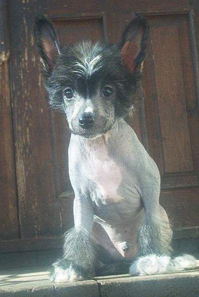 Tippytoes Henri d'Aramitz