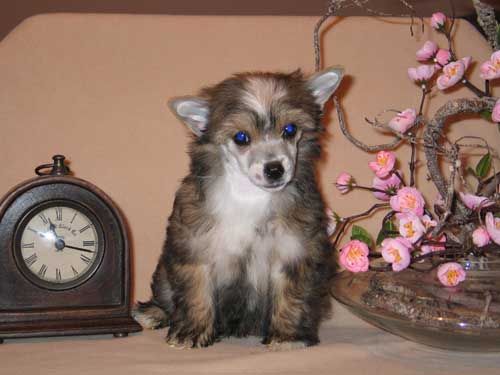 Volshebnaja Loshadka Dandelion