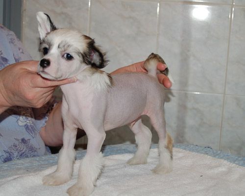 De La Mahafu's Elwoo