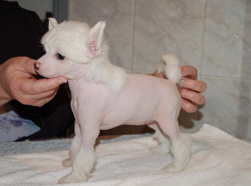 De La Mahafu's Elektra