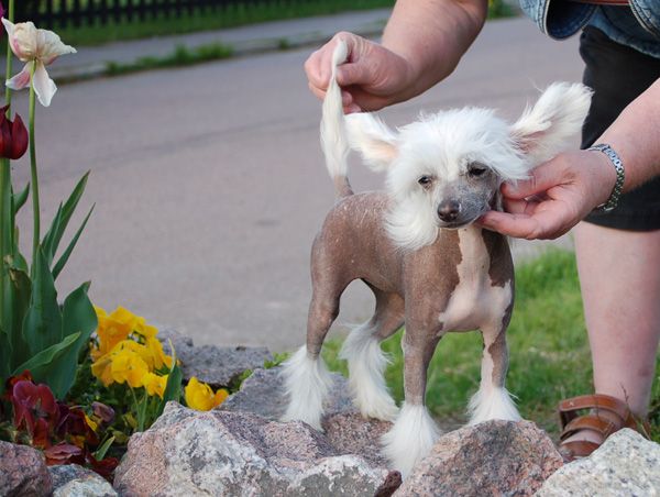 De La Mahafu's Lets Dance Enja