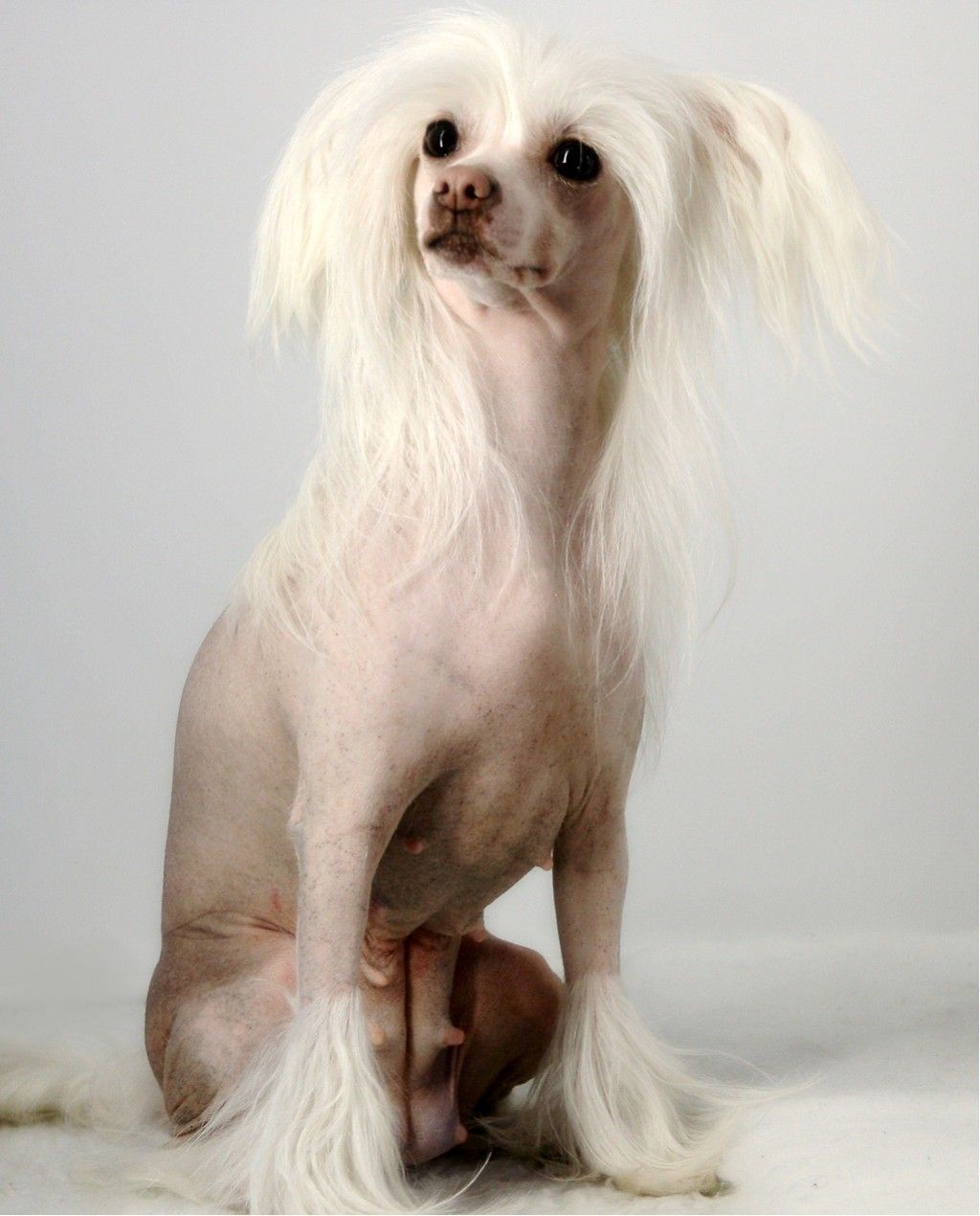 De La Mahafu's Jewel Effie