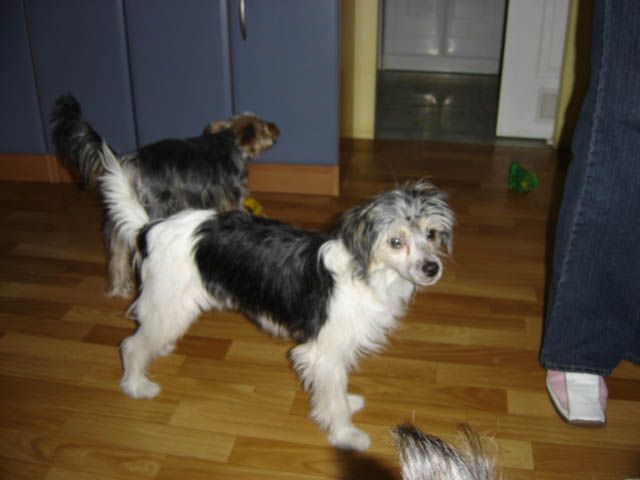 Boni ze Starego Portu