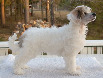 Princess Leia's Here Comes The Sun