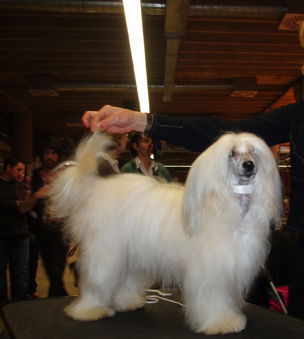 Oriental Jokes Babookar