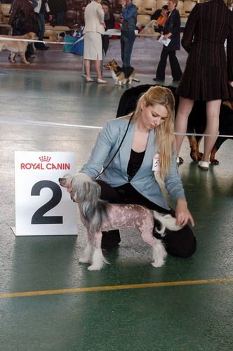 Moonswift Doll of the Orient