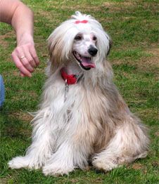 Kukur Baba's Amazing Hero