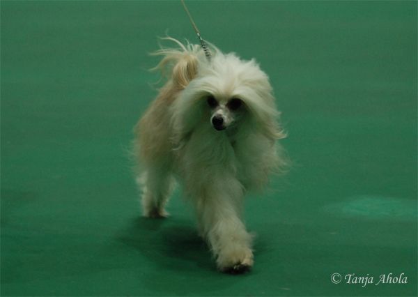 Kukur Baba's Ace of Hearts