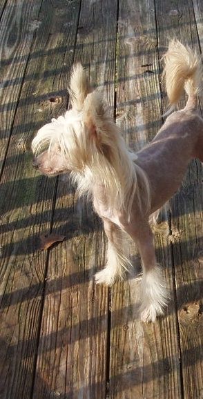 Nauset Maestro Jazz Singer