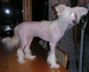 Concept Dog's Drive Like Ducati