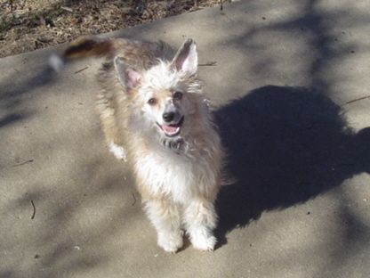 Outlaw's Smokem Annie Oakley