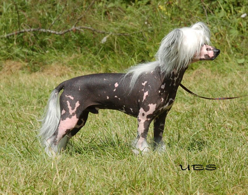 Stormblåstens Obsession