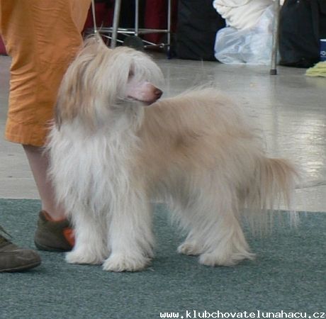 Bonsai Caly Eve-Bler