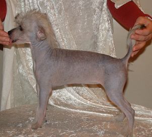 Qu-Ya-Va's Tiny-Mini