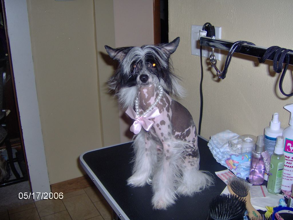 Blackroses Rory Roo V Lesmars