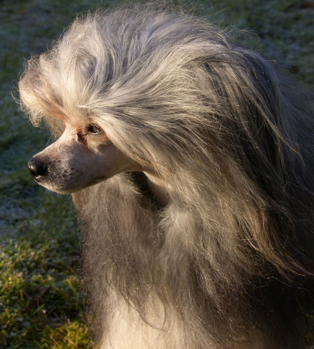 Koynaur's Goodness Gracious Me