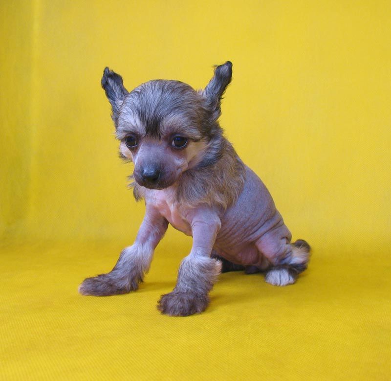 Angel Look Belly Dancer