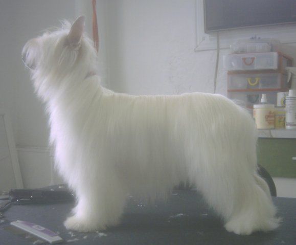 Laureola's First Nocturnal Fantom