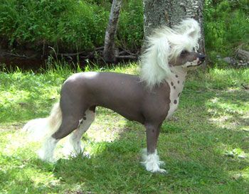 Xodix Blessed Mosaic Lady