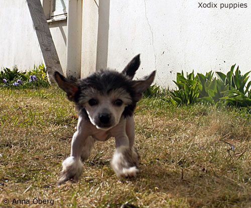 Xodix Blessed Miracle Queen