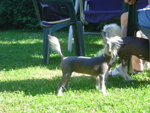 Oriental Jokes Belly Tipsy