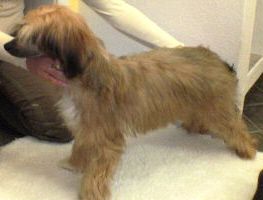 Müslis Globetrotter