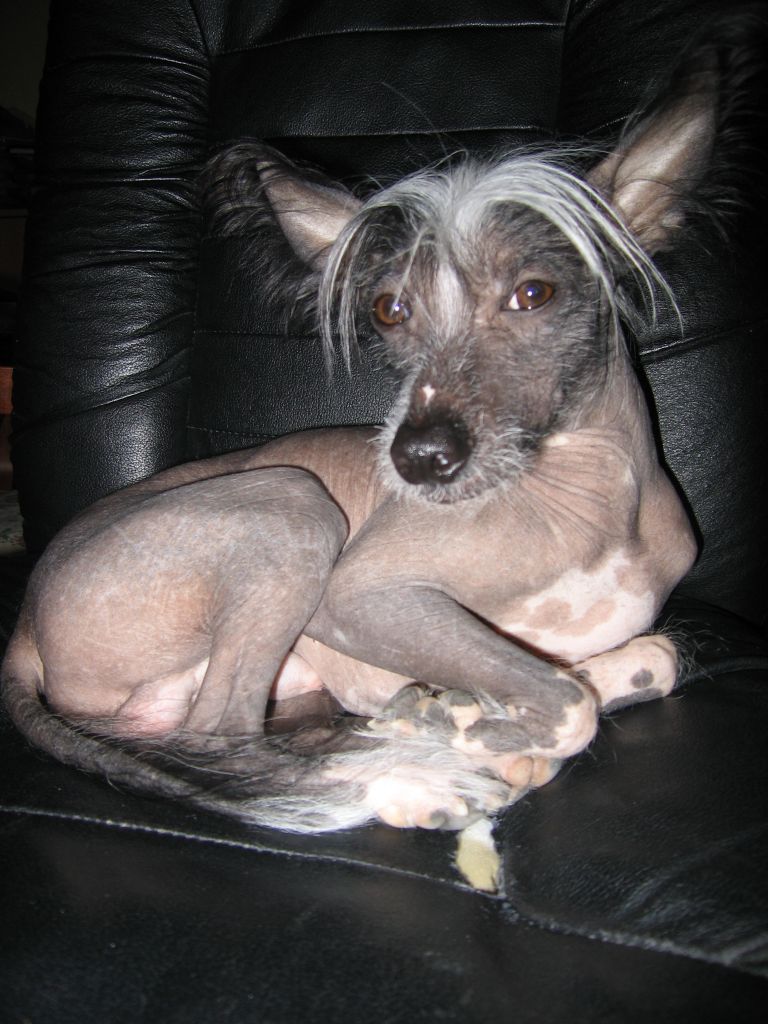 Cezarion Petroniusz Maximus Galus