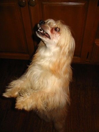 Vogue Hot Buttered Rum