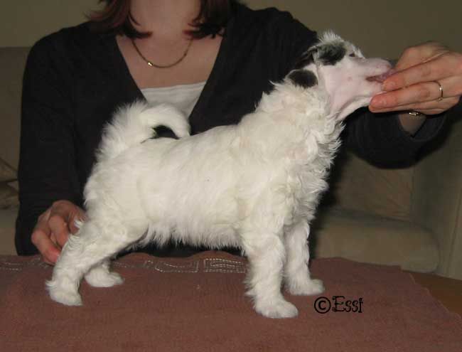 Stormblåstens Out Of Order