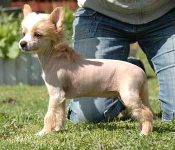 Kozlowski's Hannibal