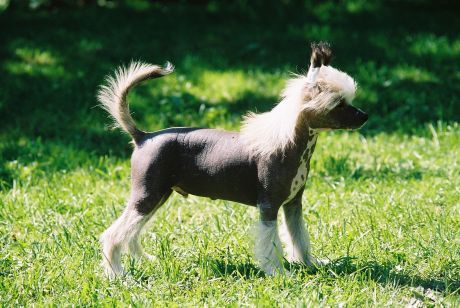 Laureola's Hokus Pokus