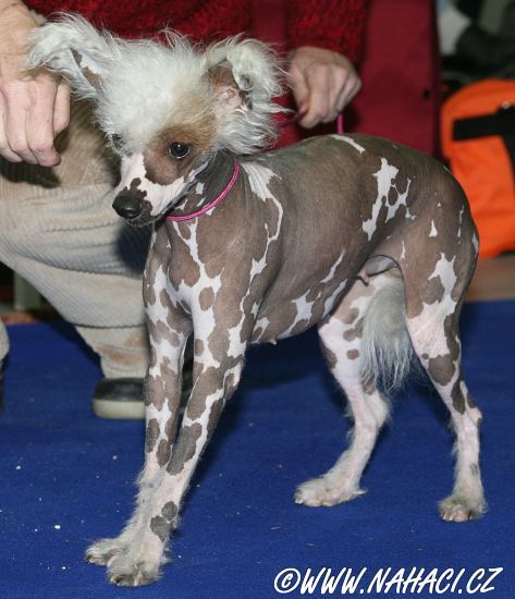 Hedvika Kalis z Treste