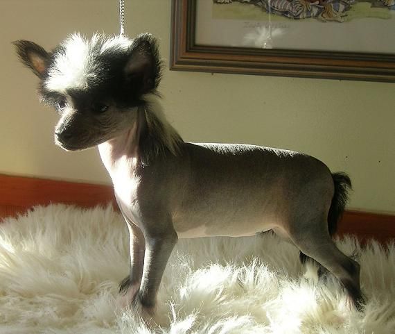 Nicnak's Solar Eclipse HL