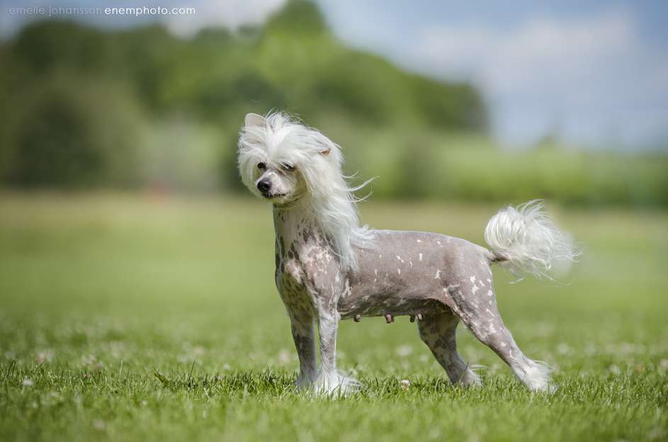 All Saints Bahama Mama